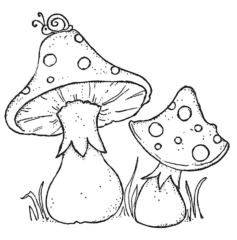 Champignon 16